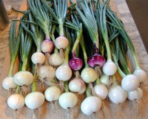 All these onions are perfect, and just waiting to go into my next salad. My guests will love all these vegetables.
