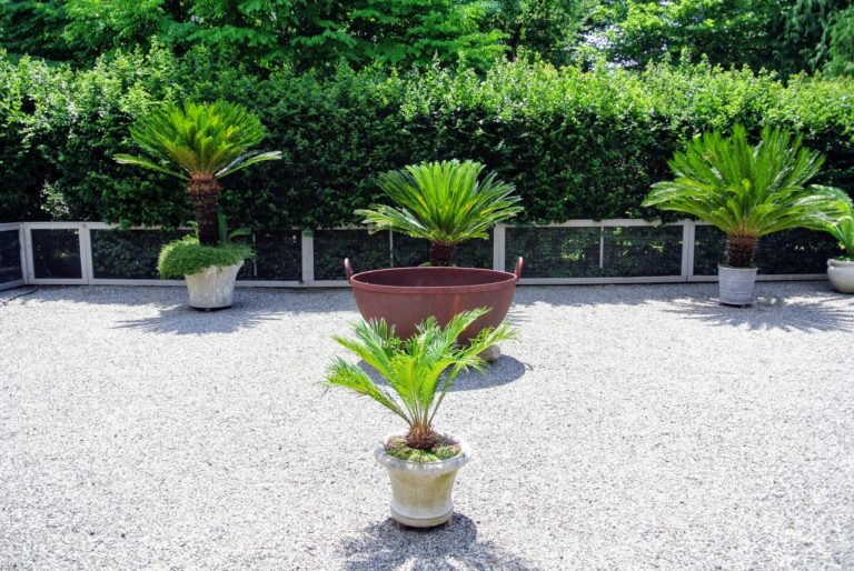 My Tropical Plants Around the Farm The Martha Stewart Blog