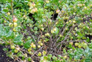 The 'Invicta' gooseberry plant is vigorous, spiny, and can yield a prolific amount of fruit. It has excellent resistance to mildew making it a popular variety for home growers.