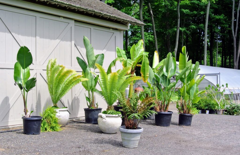 My Tropical Plants Around the Farm The Martha Stewart Blog