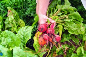 Beets - the beetroot is the taproot of the beet plant, and is often called the table beet, garden beet, red or golden beet or simply... beet.