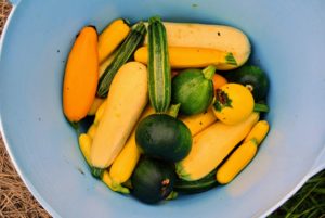 We harvested a full bucket of summer squash. Zucchini can be dark or light green, A related hybrid, the golden zucchini, is a deep yellow or orange color - all so delicious.