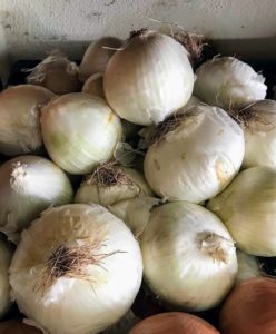 And some beautiful, organic white onions @seenbySharkey.