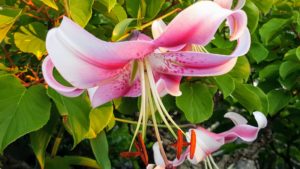 And, don't forget, all lilies have heavily pollinated stamens, which stain, so as soon as the flower opens, it's important to gently pull the anthers with a tissue, or pinch them off with your fingers.