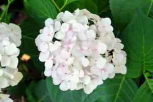 A good all purpose 12-4-8 to 10-10-10 composition will provide all the fertilizing hydrangeas need - just apply a slow release formula once a year for trees and shrubs.