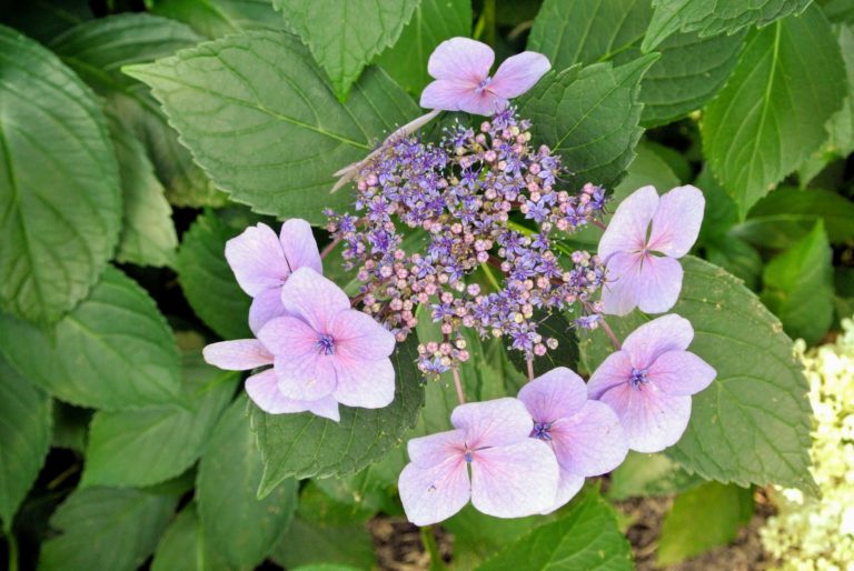 My Blooming Hydrangeas - The Martha Stewart Blog