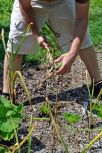 We planted 16 varieties of garlic last autumn. As each garlic head is removed from the soil, Ryan brushes off any debris and dirt from the bulb and the roots.