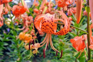 Tiger lilies, Lilium lancifolium, bloom in mid to late summer, are easy to grow, and come back year after year.