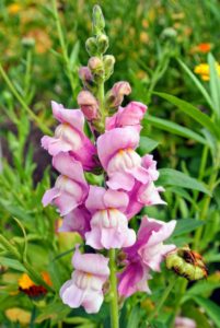 I have long loved snapdragons, Antirrhinum majus, and have many in the garden. Snapdragons are available in most colors except true blue and coordinate well with other garden bloomers.