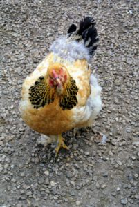This is a Buff Brahma hen. Before choosing to raise chickens, always check with local planning and zoning authorities to be sure chickens are allowed in your area.