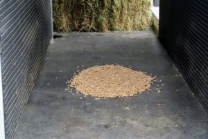To prepare the stalls, Sarah first spreads some straw pellets on the floor - these pellets are very absorbent and will help keep the area dry.