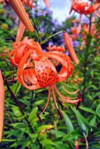 Tiger lilies are covered with black or deep crimson spots, giving the appearance of the skin of a tiger.
