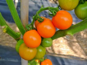 It's a a good idea to grow a range of varieties, including at least one or two disease-resistant types, since, of all veggies, tomatoes tend to be the most susceptible to disease.