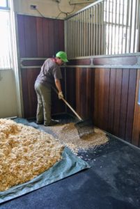 Dolma starts laying down new straw pellets and wood shavings - new bedding for the stalls.