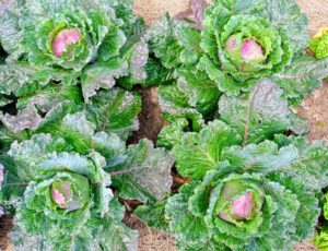 Our leafy brassicas are still thriving - look at these beautiful savoy cabbages.