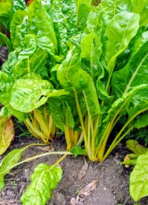 Swiss chard is a another leafy green vegetable often used in Mediterranean cooking. The leaf stalks are large and vary in color, from this yellow, to white to deep pink and red.