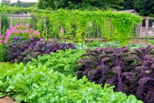 And there's lots and lots of delicious kale. A kale plant has green or purple leaves and the central leaves do not form a head.
