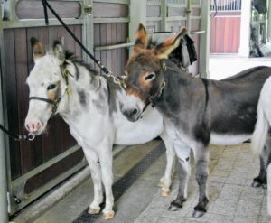 Here are Billie and Rufus. Donkeys are very social animals, and have a very keen sense of curiosity. Billie is a female donkey, or jenny - the only female in my stable.