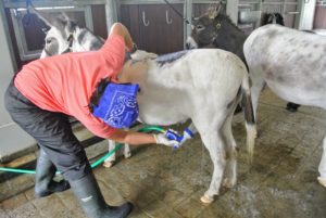 Their coats are also very thick, and hold lots of dust and dirt, so it is important to get the entire coat wet so it can be cleaned properly.