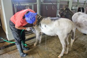 Dolma goes over Billie's entire body a few times to make sure every part is wet. Sicilian donkey coats comes in various colors, such as black, brown, white, gray or spotted.