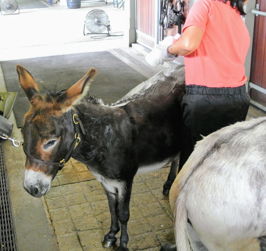 Bathing My Donkeys The Martha Stewart Blog
