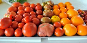 This is our first big bounty of tomatoes – look at all the different colors and sizes.