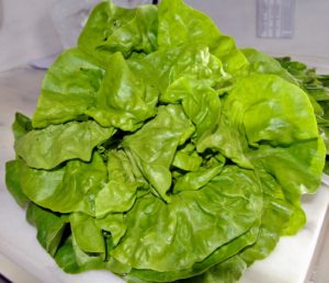 This lettuce was also just picked - so beautiful and so delicious.