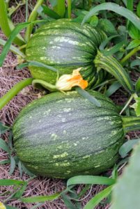 Underneath all the sprawling vines, there are lots of beautiful varieties of pumpkin, winter squash and ornamental gourds. It is time to harvest when the vines and leaves start to wither and die back – these need another six to eight weeks.
