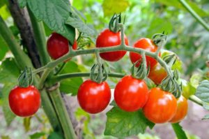 These are "Jasper" tomatoes - small, round fruits that are crack resistant, borne on small trusses, with a sweet and rich flavor.