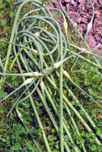 Garlic scapes are the flower buds of the garlic plants. They're ready a about a month before the actual garlic bulbs.