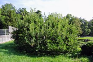 This apple tree is down by my tennis court - it has also been very productive. If you look closely, it has hundreds and hundreds of bright green fruits on it.