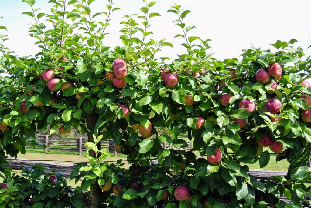 The Many Apple Trees at My Farm - The Martha Stewart Blog