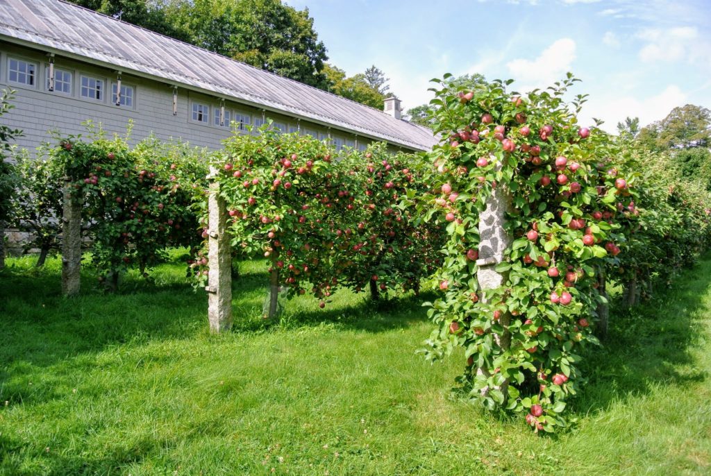 The Many Apple Trees at My Farm The Martha Stewart Blog