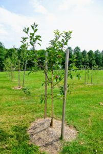 And this young tree is a Cortland apple tree. These trees are still quite young, but you can already see fruits growing on the branches. This tree bears gorgeous ruby red apples with a snowy center that won’t brown in salads.