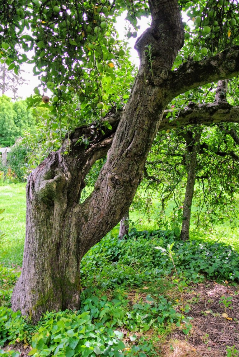The Many Apple Trees at My Farm The Martha Stewart Blog