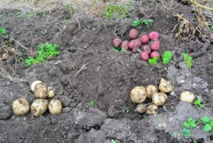 Within minutes, there are potatoes everywhere.