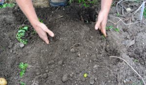 Ryan continues to feel for potatoes. These plants were not planted too deeply – all the potatoes are buried within the top five-inches of soil.