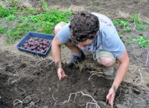 Ryan manually begins digging for the potatoes. He doesn't use gloves, so he can feel for them better underground - potatoes will be slightly cool to the touch.
