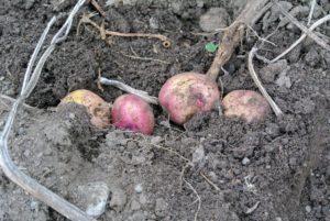 The tubers form around the base of each plant among the roots. Native to the Andes of South America, the potato has become the world’s fourth-largest food crop, following rice, wheat, and maize.