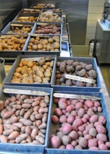 Ideally, potatoes should be kept in an environment around 45-50 degrees Fahrenheit. They can be stored in bins, boxes, or even paper bags – just nothing air tight to prevent rotting. And, don’t store with apples – the ethylene gas will cause the potatoes to spoil. In addition, they should never be stored in the refrigerator. We have so many potatoes – I can’t wait to try them all.