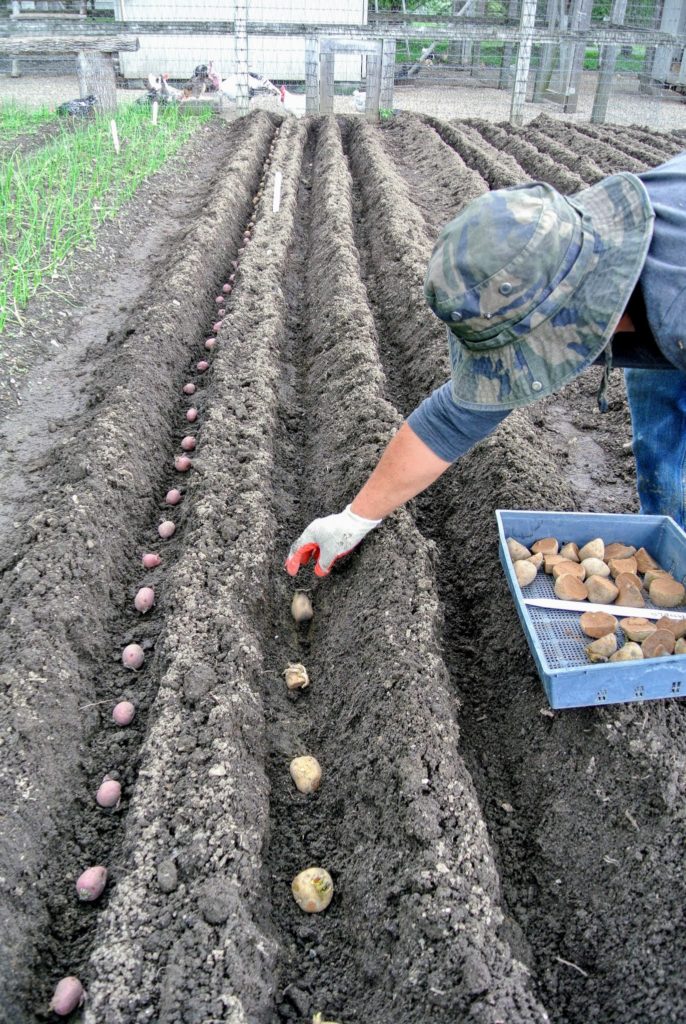 Picking Potatoes at the Farm The Martha Stewart Blog
