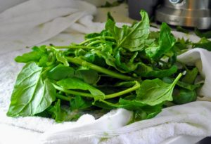 This New Zealand spinach is from the last crop in my vegetable greenhouse. It is not related to true spinach but the leaves taste similar to, and some think better than, spinach.