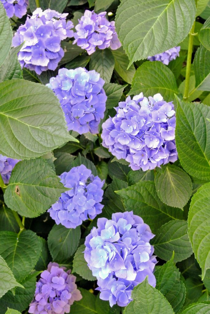 My Blooming Hydrangeas - The Martha Stewart Blog