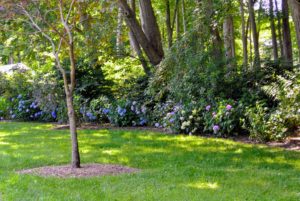 I started planting hydrangea shrubs many years ago in this border garden not far from my Maple Avenue house and Japanese maple grove.