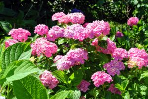 While hydrangeas produce spectacular flowers, they rarely, if ever, produce seeds, which means propagating hydrangeas is typically done from cuttings. Take a look at my blog on propagating hydrangeas from cuttings. http://www.themarthablog.com/2012/09/propagating-hydrangeas-from-cuttings.html