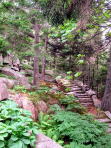 The exterior of Skylands abounds with stone step walkways and naturalized ferns of many types.
