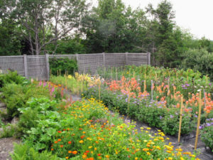 At Skylands, the vegetable garden and the flower cutting garden are in the same location, all protected by this good, strong fence.