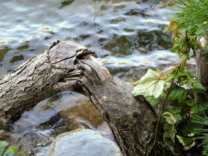 Once the bark is all eaten, they reuse the stick to build their lodges and dams.