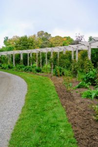 Across from my Tenant House, where my daughter and grandchildren stay during visits to the farm, I have a long and winding pergola.