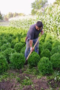 Then, Wilmer carefully removes each boxwood shrub - choosing the largest and most similar in size. Using a shovel, Wilmer digs a trench about six-inches wide and eight-inches deep all around the boxwood and then beneath the root ball, until it is finally severed from the soil.